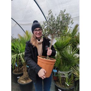 Olivovník európsky (Olea europaea) (-12°C) - výška 60-80 cm, kont. C5L/C10L – na kmienku