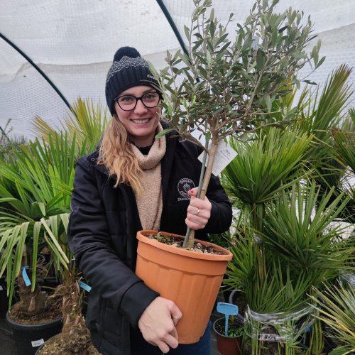 Olivovník európsky (Olea europaea) (-12°C) - výška 60-80 cm, kont. C5L/C10L – na kmienku