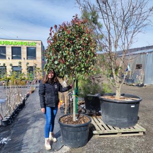 Červienka Fraserova (Photinia × fraseri) ´RED ROBIN´ výška: 120-150cm, obvod kmeňa: 14/16 cm, kont. C150L