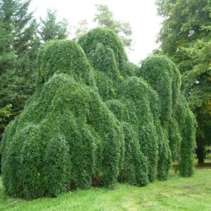 Sofora japonská (Sophora japonica) ´PENDULA´ - výška 130-150 cm, obvod kmeňa 8/10 cm, kont. C18L 