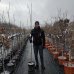 Okrasná čerešňa (Prunus serrulata) ´AMANOGAWA´- výška: 160-180 cm, obvod kmeňa: 6/8 cm, kont. C15L