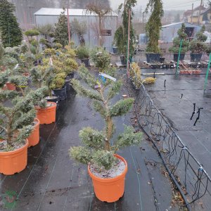 Borievka prostredná ( Juniperus media ) ´HETZI ´ - výška: 120-140cm cm, kont. C45L - BONSAJ