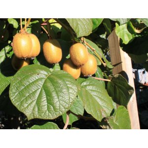 Aktinídia kiwi ´JENNY´ (deliciosa) - výška 15-25 cm, kont. P9