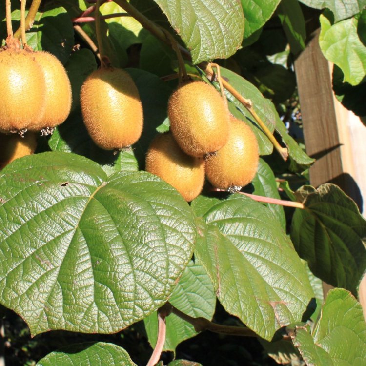 Aktinídia kiwi ´JENNY´ (deliciosa) - výška 15-25 cm, kont. P9