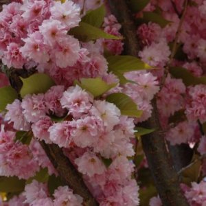 Sakura ozdobná (Prunus serrulata) ´KANZAN´ - výška: 200-250 cm, obvod kmeňa: 6/8 cm, kont. C15L 