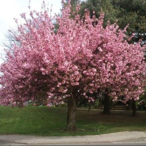 Sakura ozdobná (Prunus serrulata) ´KANZAN´ - výška: 200-250 cm, obvod kmeňa: 10/12 cm, kont. C30L 