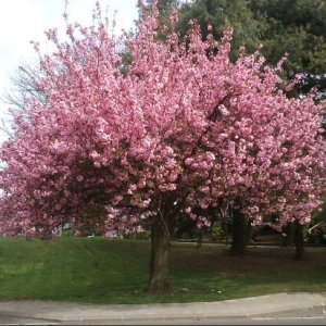 Sakura ozdobná (Prunus serrulata) ´KANZAN´ - výška 270-300 cm, obvod kmeňa: 10/12 cm, kont. C30L 