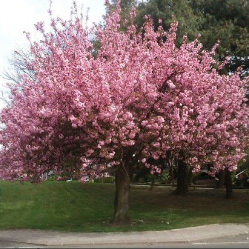 Sakura ozdobná (Prunus serrulata) ´KANZAN´ - výška 350-400 cm, obvod kmeňa: 12/14 cm, kont. C30L 