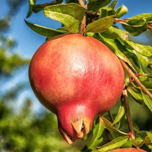 Granátové jablko (Punica granatum) ´ACCO´ - výška 60-80 cm, kont. C6L (-14°C)