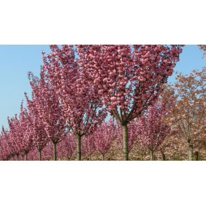 Sakura ozdobná (Prunus serrulata) ´ROYAL BURGUNDY´ - výška 200-230 cm, obvod kmeňa: 10/12 cm, kont. C25L - NA KMIENKU