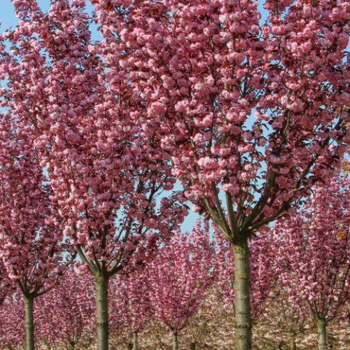 Sakura ozdobná (Prunus serrulata) ´ROYAL BURGUNDY´ - výška: 150-180 cm, obvod kmeňa: 6/8 cm, kont. C15L 