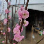 Mandľa trojlaločná (Prunus triloba) – výška: 130-150 cm, obvod kmeňa 8/10 cm, kont. C7.5L – NA KMIENKU