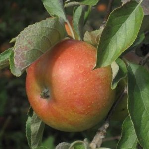 Jabloň domáca (Malus domestica) ´BOSKOOPSKE´ - výška: 140-160 cm, voľnokorenná