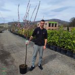 Mandľa trojlaločná (Prunus triloba) – výška: 130-150 cm, obvod kmeňa 8/10 cm, kont. C7.5L – NA KMIENKU