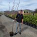 Mandľa trojlaločná (Prunus triloba) – výška 180-200 cm, obvod kmeňa 8/10 cm, kont. C7.5L – NA KMIENKU