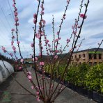 Mandľa trojlaločná (Prunus triloba) – výška: 130-150 cm, obvod kmeňa 8/10 cm, kont. C7.5L – NA KMIENKU