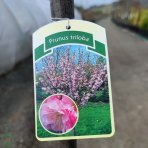 Mandľa trojlaločná (Prunus triloba) – výška: 130-150 cm, obvod kmeňa 8/10 cm, kont. C7.5L – NA KMIENKU