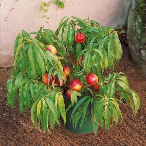 Mini nektarinka (Prunus Nucipersica) ´RUBIS´ stredne skorá, výška: 40-60 cm, voľnokorenná