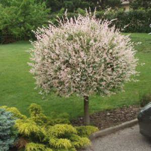 Vŕba japonská (Salix integra) ´HAKURO NISHIKI´ - výška 60-80 cm, kont. C2L - NA KMIENKU