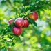 Nízkokmenná nektarinka stĺpovitá (Prunus persica var. nucipersica) ´ALICE´ - stredne skorá 150-170 cm, kont. C3.5L - kvetináčová