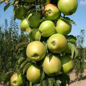Nízkokmenná jabloň stĺpovitá (Malus ballerina) ´BOLERO´ - jesenná, výška: 120-140 cm, kont. C3L