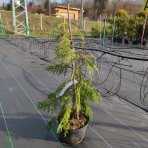 Cypruštek nutkanský (Chamaecyparis nootkatensis) - výška 70-90 cm, kont. C5L (-30°C)