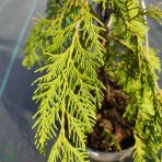 Cypruštek nutkanský (Chamaecyparis nootkatensis) - výška 70-90 cm, kont. C5L (-30°C)