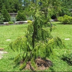 Cypruštek nutkanský (Chamaecyparis nootkatensis), výška 70-90 cm, kont. C5L, (-30°C)