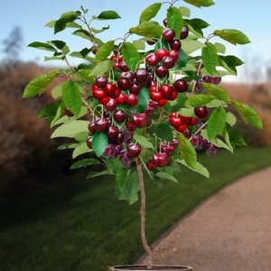 Mini čerešňa stĺpovitá (Prunus Avium) ´GARDEN BING´ výška - 60-80 cm, kvetináčová