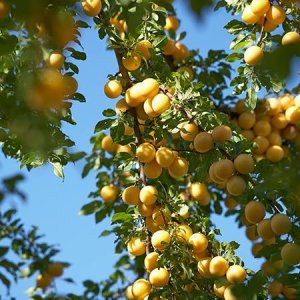 Mini slivka stĺpovitá (Prunus domestica) ´GOLD DUST´ - stredne skorá, výška: 110-140 cm, obvod kmeňa: 8/10 cm, kont.C10L