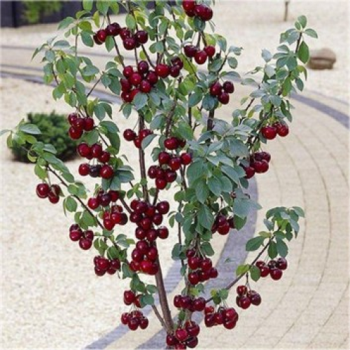Mini čerešňa stĺpovitá (Prunus Avium) ´MOREL´ výška: 110-130 cm, obvod kmeňa: 8/10 cm, kont. C10L 