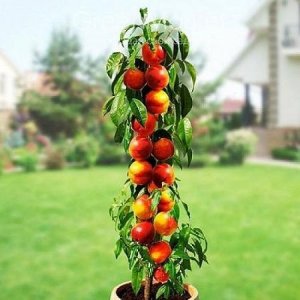 Nízkokmenná nektarinka stĺpovitá (Prunus persica var. nucipersica) ´ALICE´ - stredne skorá 150-170cm, kont. C3.5L - kvetináčová