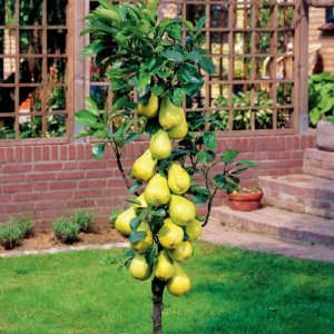 Mini hruška - stĺpovitá (Pyrus communis) ´GARDEN PEARL´ - jesenná, výška: 50-70 cm, voľnokorenná 