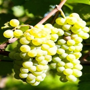 Vinič stolový (Vitis Vinifera) ´LAKEMONT´, koreňový bal