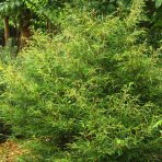 Buk lesný (Fagus sylvatica) ´MERCEDES´ - výška 100-130 cm, kont. C3L  
