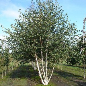 Breza himalájska (Betula utilis) ´JACQUEMONTII´, výška 320-350 cm, kont. C70L (-24°C) 