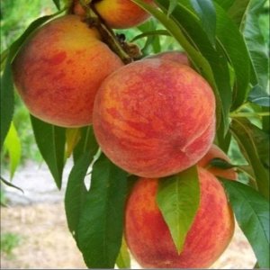 Broskyňa obyčajná (Prunus persica) ´RAKONIEWICKA´ neskorá, 170-190 cm - voľnokorenná  