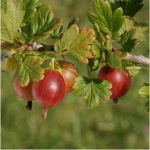 Egreš obyčajný(stromkový) - červený (Grossularia uva-crispa) ´PAX´ stredne skorý, 90-110 cm, voľnokorenný (beztŕňový)
