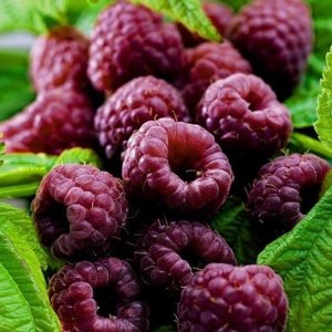 Malina fialová beztŕňová (Rubus idaeus) ´GLEN COE ® ´, výška 30-50 cm; kont. 1.5L 