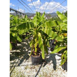 REZERVÁCIA - Banánovník ´MUSA BASJOO´ - výška 150-200 cm , C25L (-20°C)