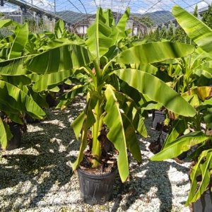 Banánovník japonský (Musa Basjoo) - výška 150-200 cm , C25L (-20°C)