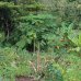 Papája Melónová (Carica papaya), výška 140-160 cm, obvod kmeňa: 12/14 cm, kont. C15L (-2°C) 