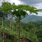 Papája Melónová (Carica papaya), výška 140-160 cm, obvod kmeňa: 12/14 cm, kont. C15L (-2°C) 