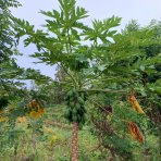 Papája Melónová (Carica papaya), výška 140-160 cm, obvod kmeňa: 12/14 cm, kont. C15L (-2°C) 