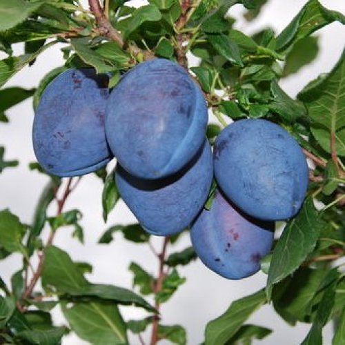 Slivka (Prunus Domestica) ´TOPEND PLUS®´ - neskorá, 160-180 cm, voľnokorenná 