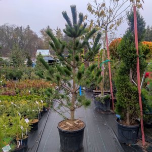 Borovica čierna (Pinus nigra) ´AUSTRIACA´ - výška 180-220 cm, kont. C70L 