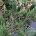 Borovica čierna (Pinus nigra) ´AUSTRIACA´ - výška 180-220 cm, kont. C110L 