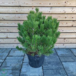 Borovica Heldreichova (Pinus heldreichii) ´COMPACT GEM´, výška 60-80 cm, C7.5L