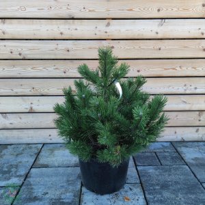Borovica čierna (Pinus nigra) ´AUSTRIACA´ - výška 80-100 cm, kont. C27L