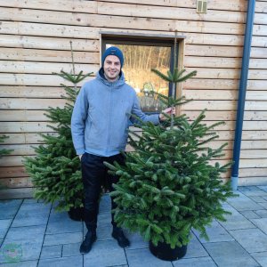 Normandská jedľa (Abies Nordmanniana) - výška: 170-200 cm, kont. C45L